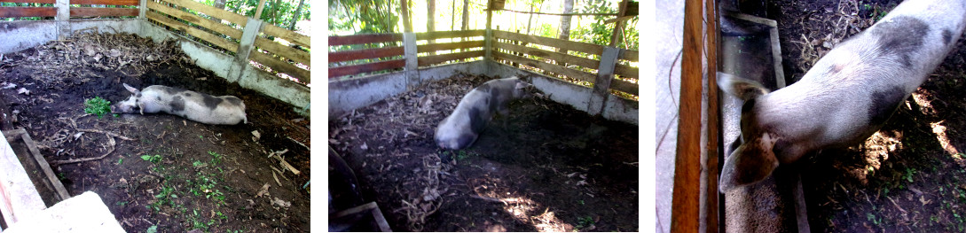 Images of tro[ocal nackyard sow
          recovering from delivering dead piglets