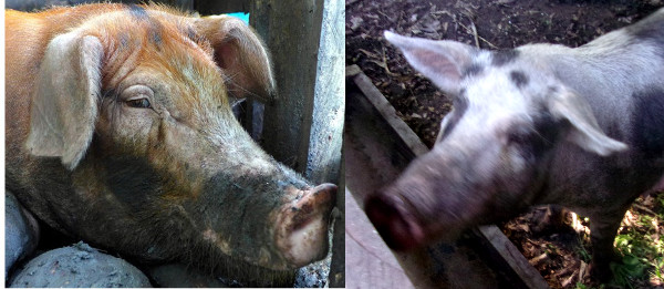 Images of boar and a sow