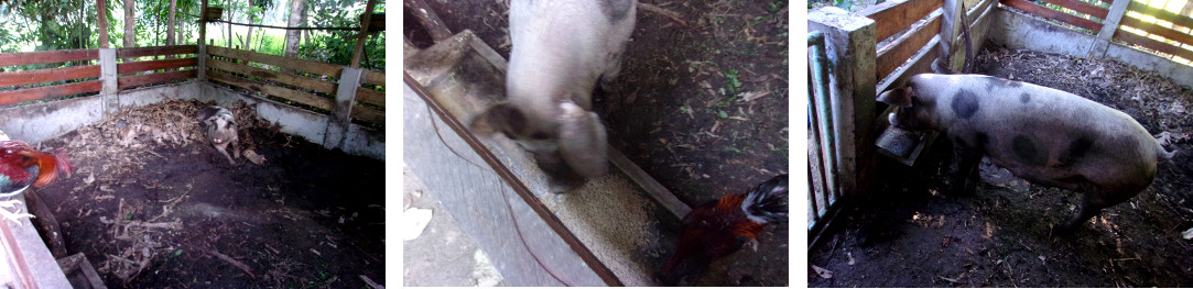 IMages of tropical backyard pig
          recovering from delivering dead piglets