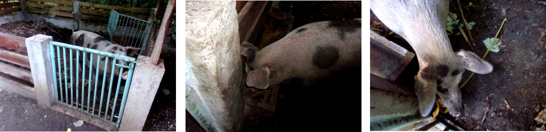 Images of tropical backyard sow
              apparently recovered after delivering dead piiglets 5 days
              earlier