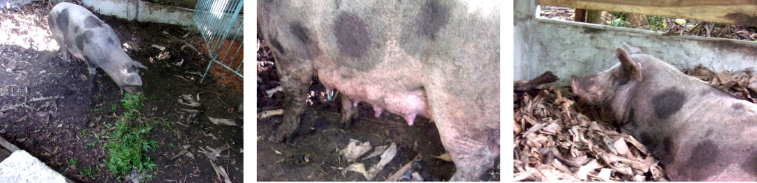Images of tropical backyard sow the
          day after giving birth to mummified piglets