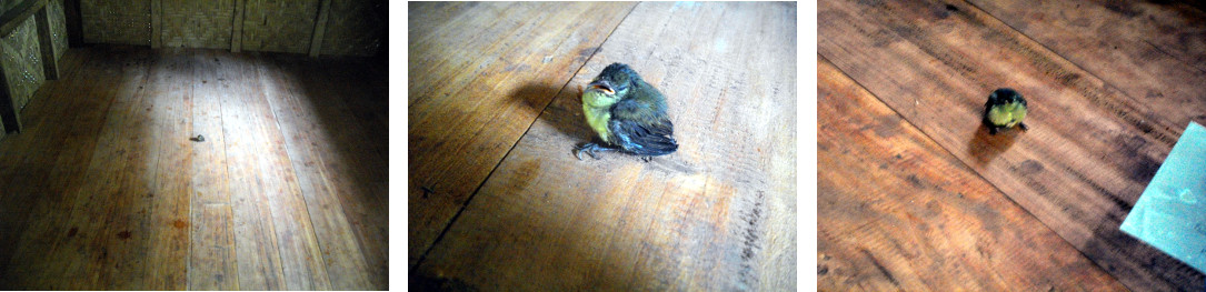 Images of small tropical bird rescued
        from cat