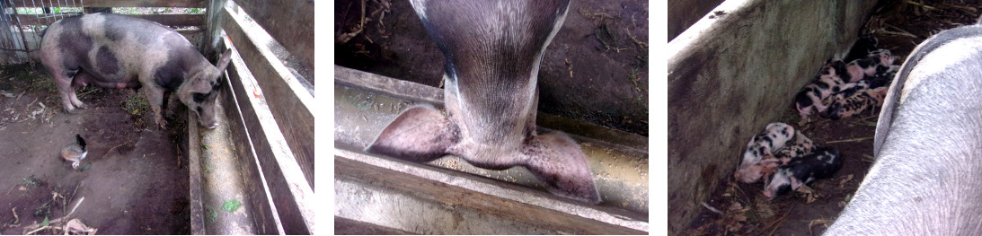 Images of tropical backyard sow
            feeding at trough