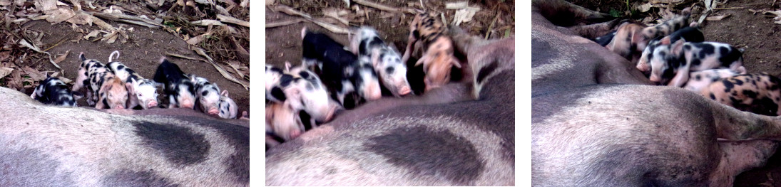Images of tropical backyard
                sow suckling young piglets