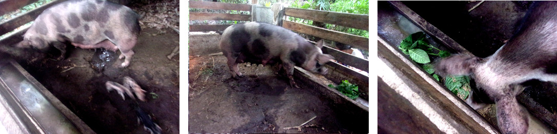 IMages of tropical backyard sow eating
        after recovering from farrowing