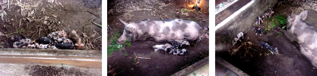Images of tropical backyard sow with
        young piglets