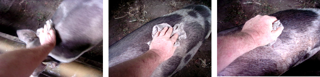 Images of tropical backyard sow being given a sponge
            bath