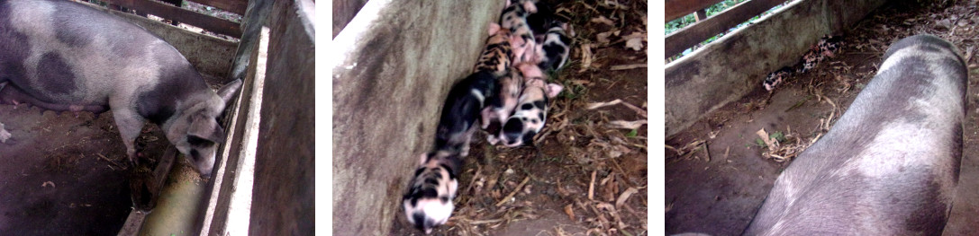 Images of tropical backyard sow with
        piglets eating