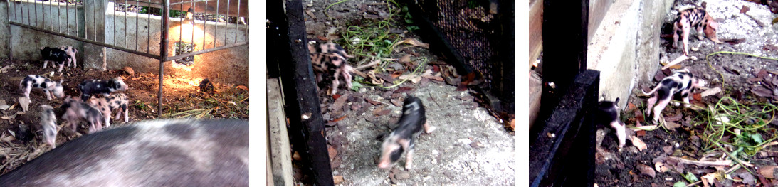 Images of
            tropical backyard piglets exploring their environment