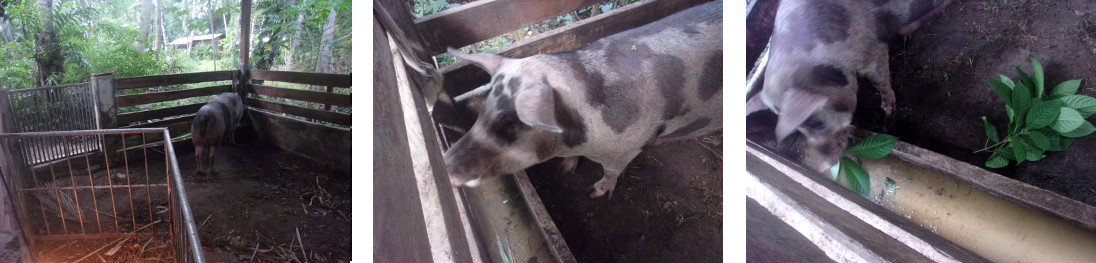 Images of tropical backyard sow