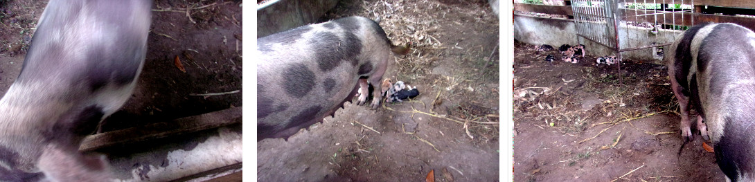 Images of apparently harmless crushing
        incident with tropicl backyard sow and piglets