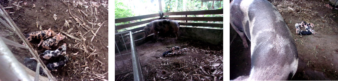 Images of tropical backyard
        piglets in a pen with their mother