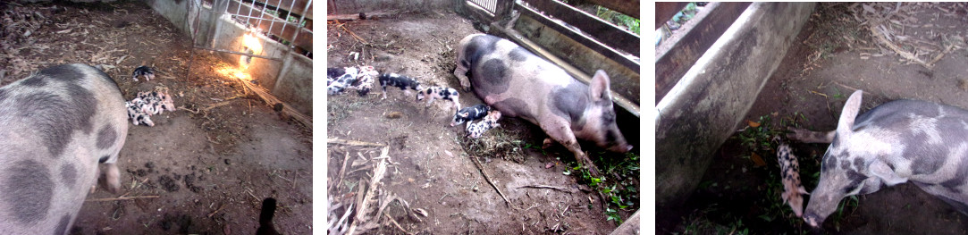 Images of tropical backyard so with
        her piglets