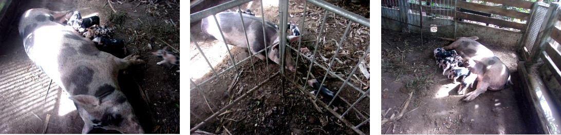 IMagws of tropical backyard sow with piglets