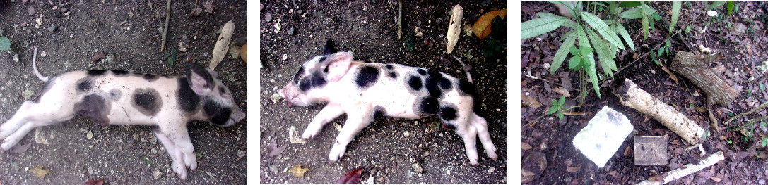 Images mof dead tropical backyard piglet -crushed by
          mother