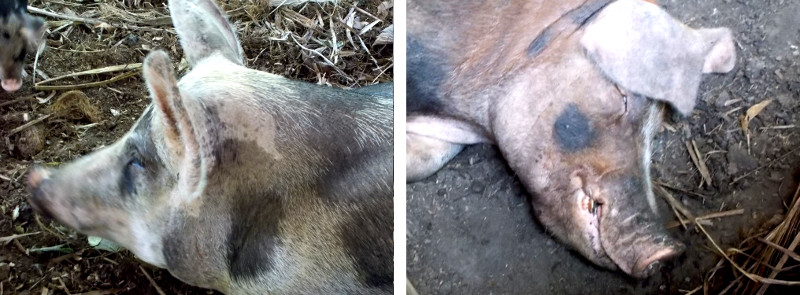 Imagws of a tropical backyard boar and
        a sow