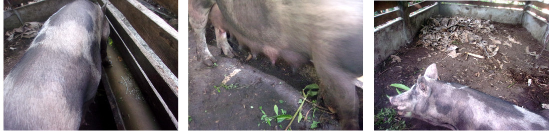 Images of tropical backyard sow resting before
        farrowing