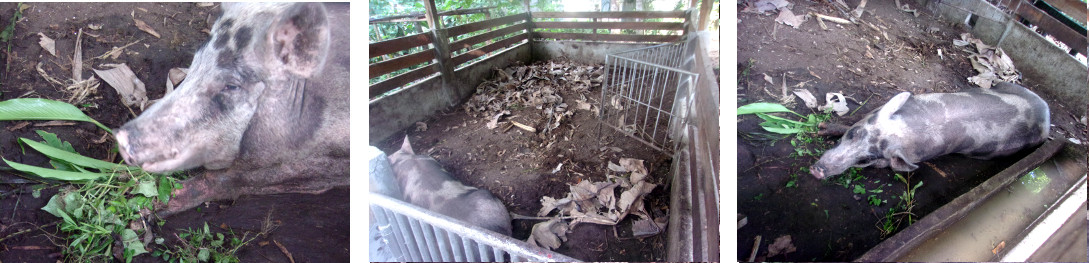 Images of tropical backyard sow eating
        and resting before farrowing