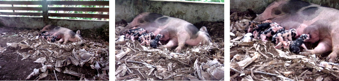 Images of tropical backyard sow suckling newly born
        piglets