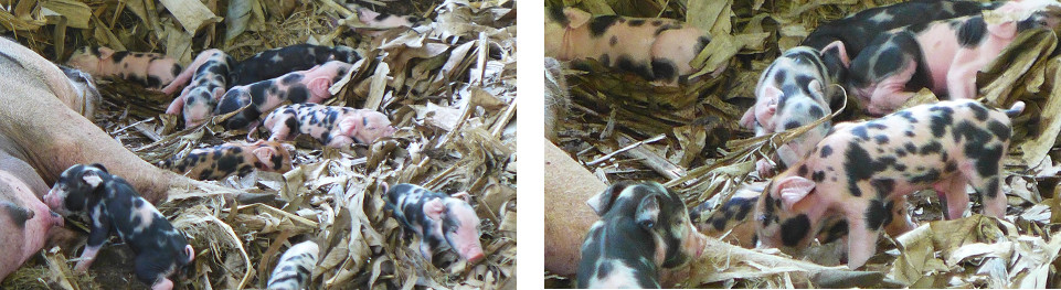 Images of 2 - 3 hour old tropical backyard piglets