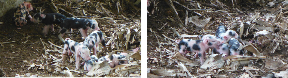 Images of 4 - 5 hour old tropical backyard piglets