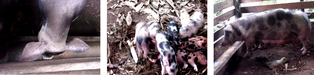 Images of tropical backyard
                sow and piglets