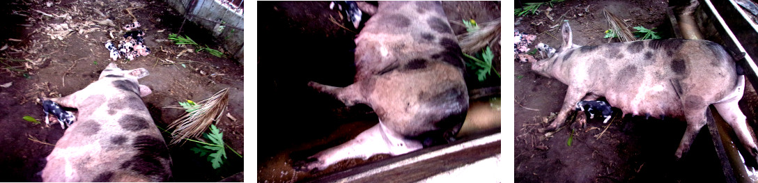 Images of overheated sow in
                tropical backyard