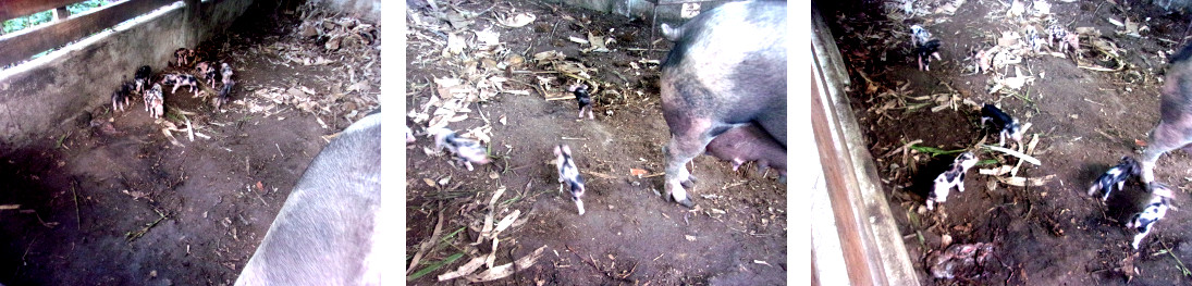 Images of tropical backyard piglets born the day
            before