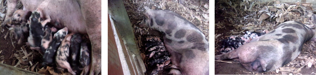 Images of suckling tropical backyard piglets born
            the dayb before