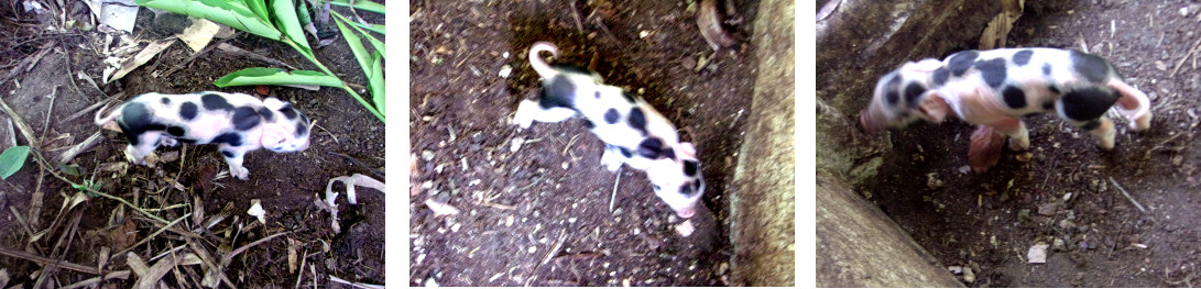 Images of tropical backyard
                piglet after possibly surviiving being sat on by its
                mother