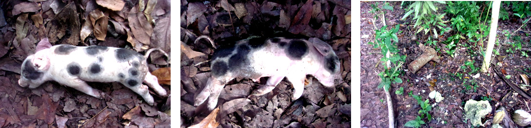 Images of dead tropical backyard
        piglet -crushed by sow