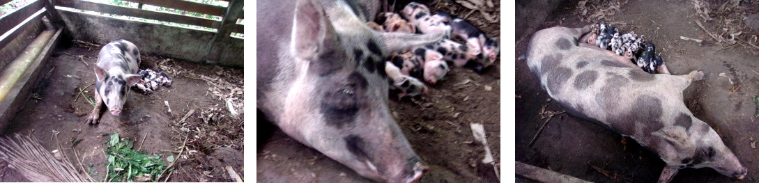 Images of tropical backyard sow
            suckling piglets