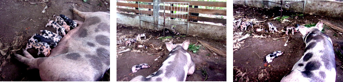Images of tropical backyard sow
            with piglets