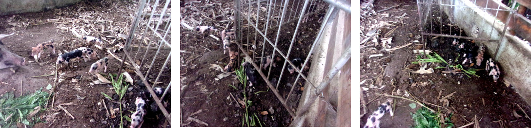 Imags of piglets in tropical
            backyard pig pen with safe crrep space where they can be
            safe from crushing by the sow