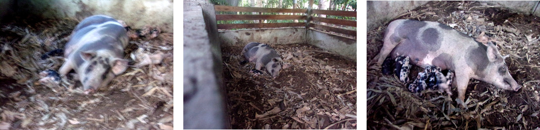 Images of tropical backyard
                sow with slight fever after farrowing two days earlier