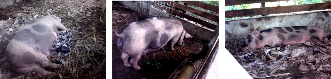 Images of tropical backyard
                sow with slight fever after farrowing recently