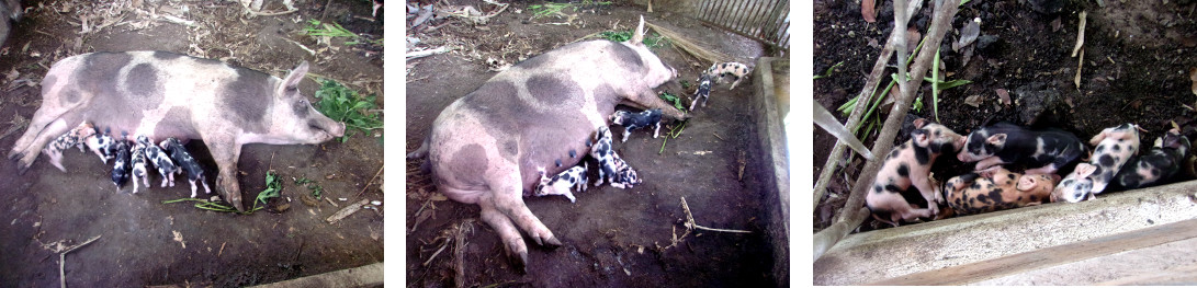 Images of tropical backyard piglets
        suckling and some sleeping in a safe area protected from
        crushing