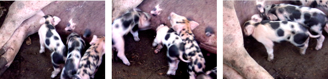 IMages of recently crushed and
                rescued piglet suckling with its siblings