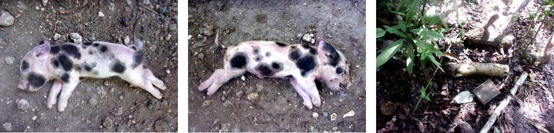 Images of dead piglet