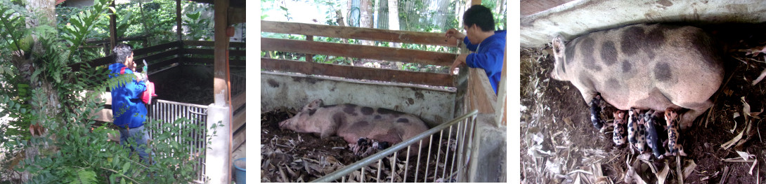 Images of animal technicin
                inspecting tropical backyard sow after recent farrowing