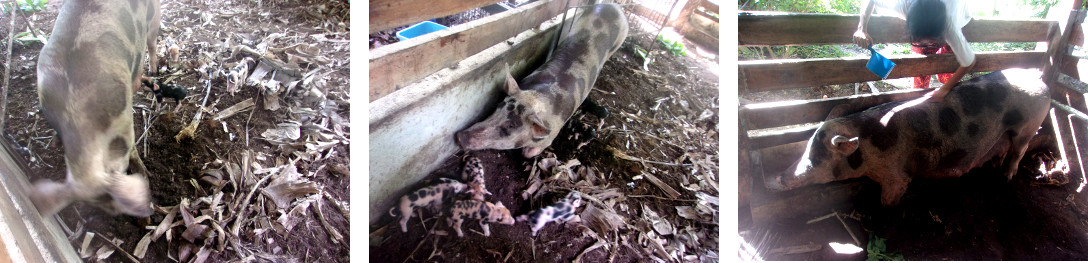 Images of tropical backyard sow being reunited
                with her piglets after having their teeth trimmed