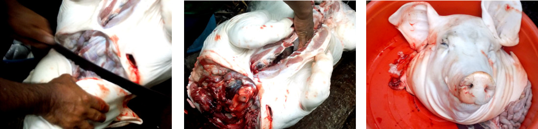 Images of butchering a tropical backyard pig
