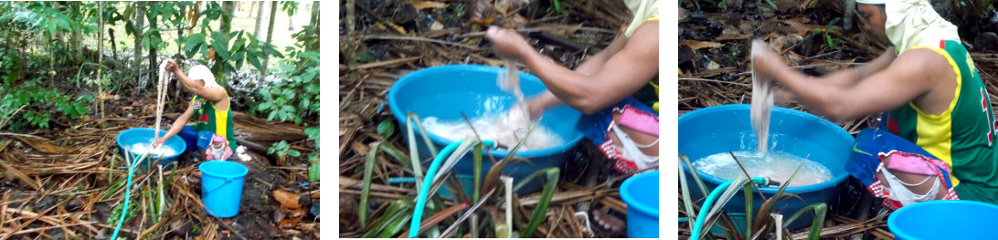 Images of washing the intestines of a newly slaughtered
        tropical backyard pig