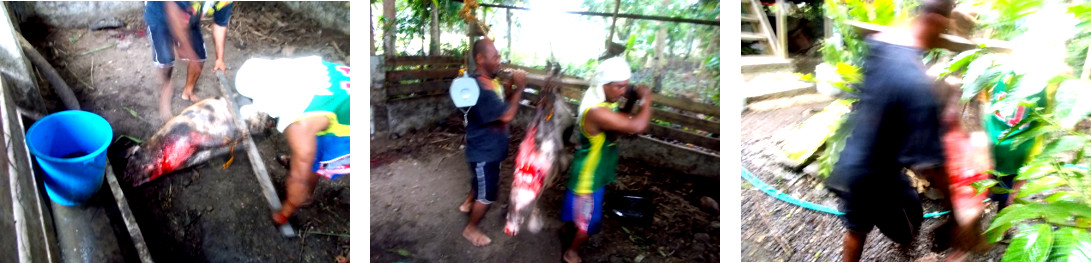 Images of men moving a slughtered tropical backyard pig
        to butchering table