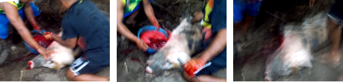 Imags of men slaughtering a tropical backyard pig