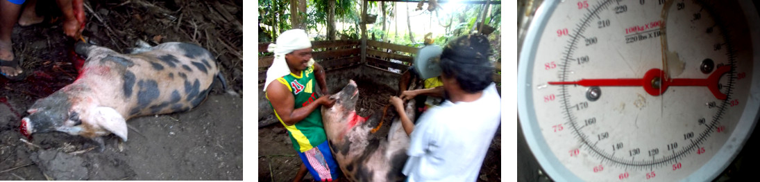 Images of just slaughtered tropical backyard pig being
        weighed