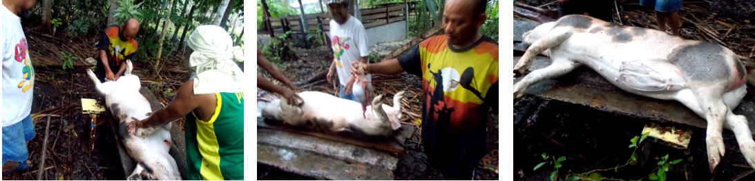 Trpical backyard boar carcass is emasculated to prevent
        boar taint in meat