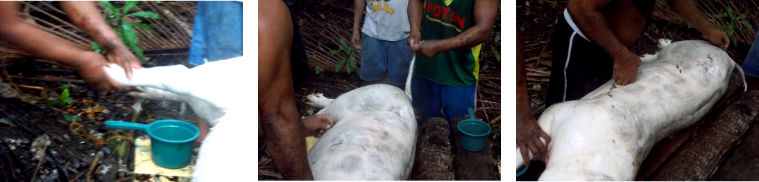 Brisles are removed from trpical backyard pig carcass