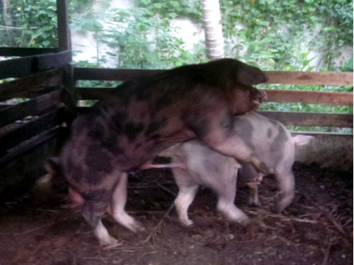 Image of tropical backyard pigs
        mating
