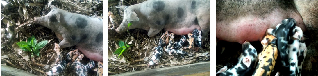 Images of tropical backyard sow with
          newly born piglets